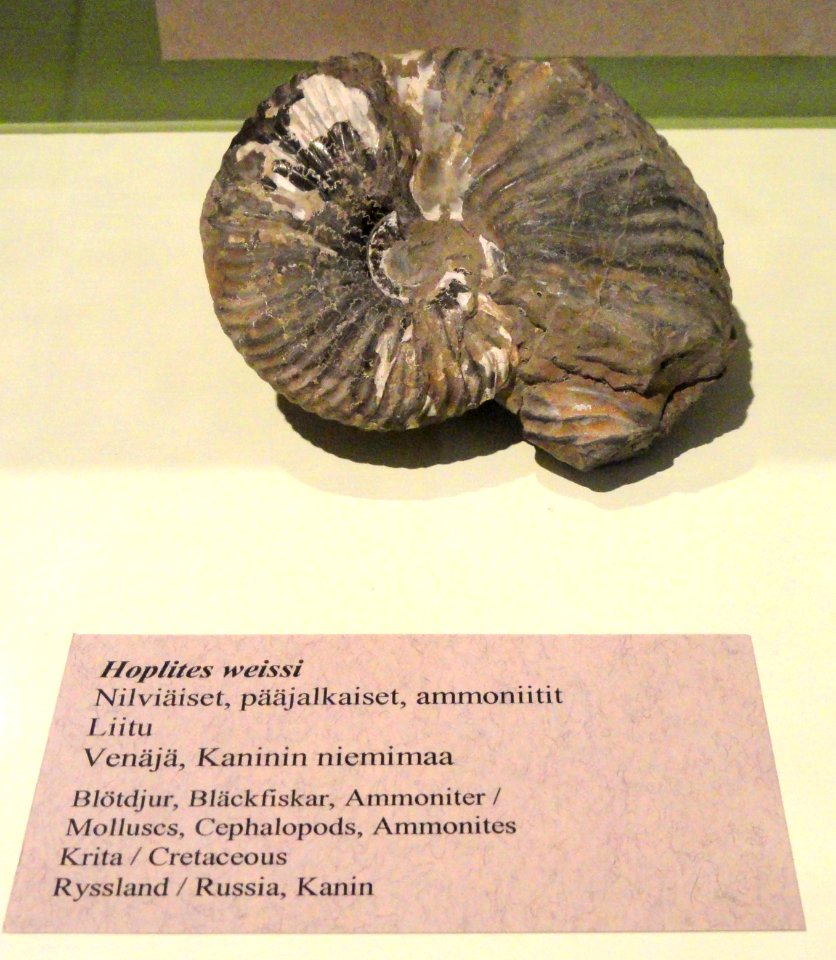 Hoplites weissi - Fossils in the Arppeanum - DSC05539