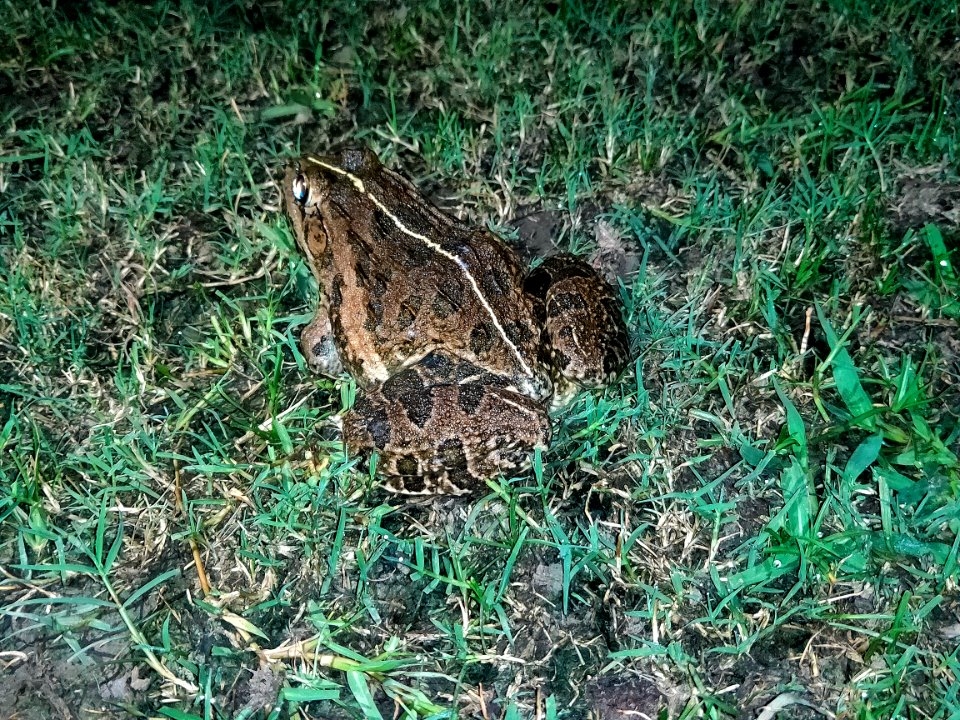 Hoplobatrachus tigerinus - সোনা ব্যাঙ (Indian bullfrog)
