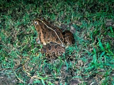 Hoplobatrachus tigerinus - সোনা ব্যাঙ (Indian bullfrog)