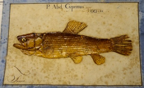 Hoplias malabaricus - Museu da Ciência da Universidade de Coimbra - University of Coimbra - Coimbra, Portugal - DSC09242