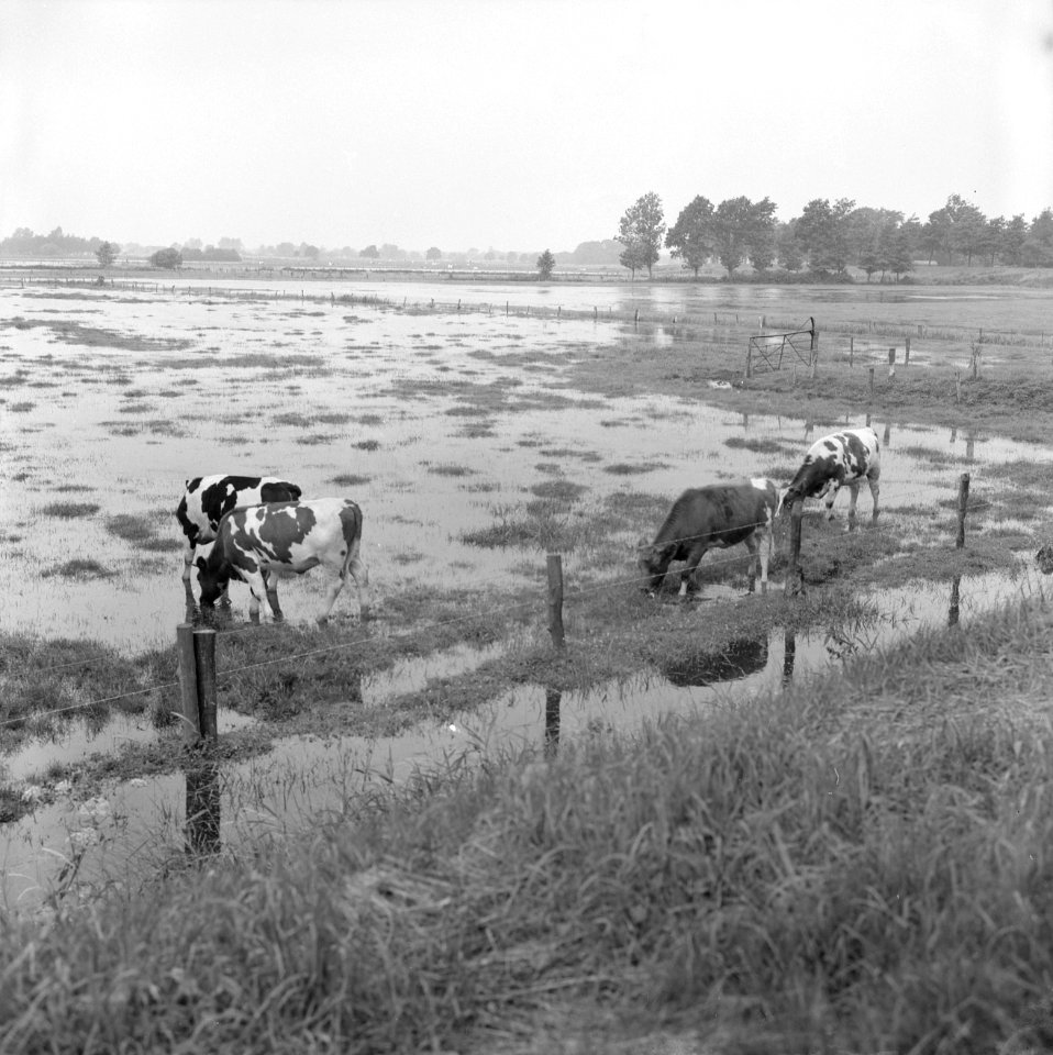 Hoog water op weilanden in Twente, in Stokkumerbroek bij Markelo, Bestanddeelnr 918-0059
