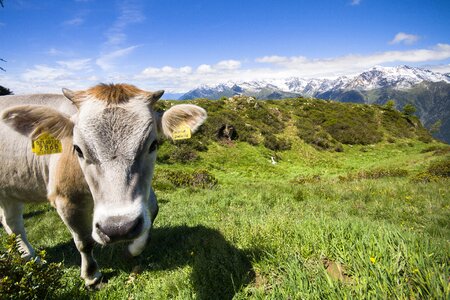 Cow landscape mountains