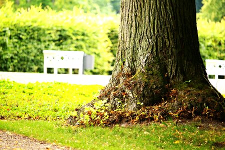 Castle park park bench ludwigslust-parchim photo