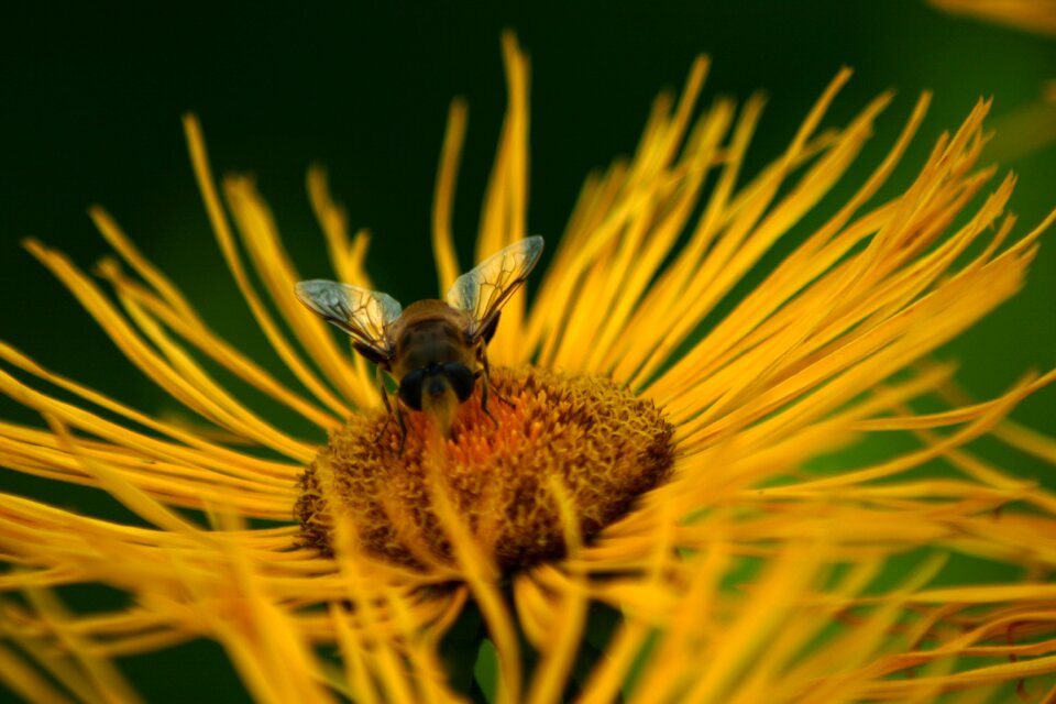 Bee jo boonstra groningen