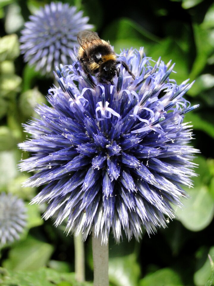 Honey summer animal