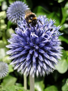 Honey summer animal