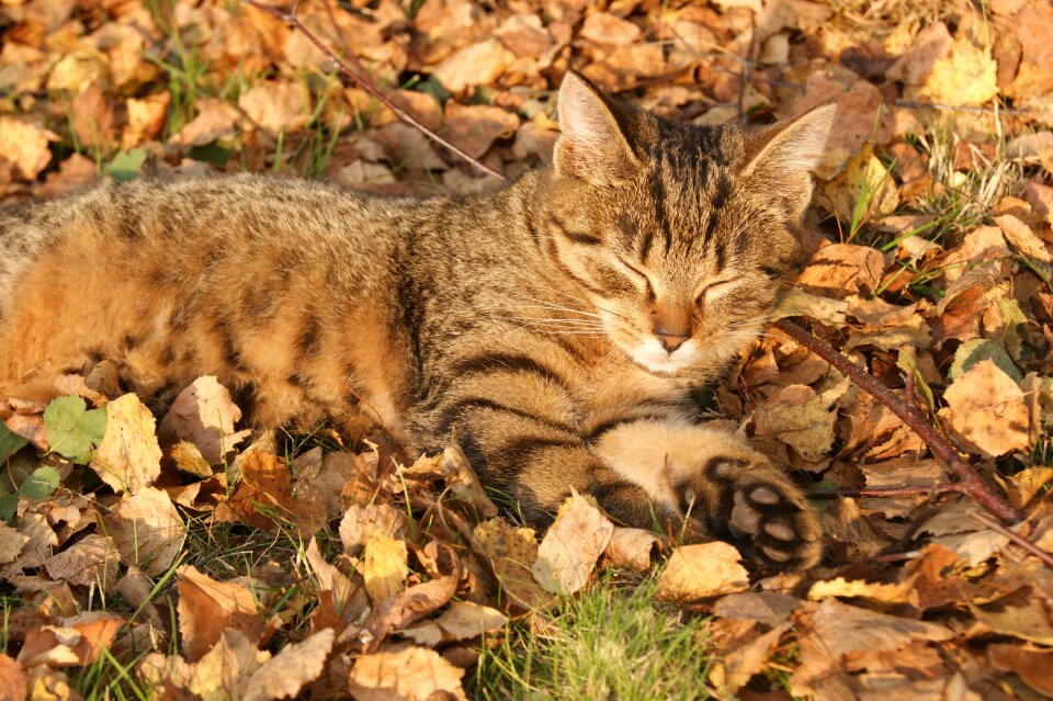 Kitten golden leaves autumn