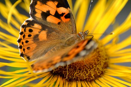 Flower jo boonstra groningen