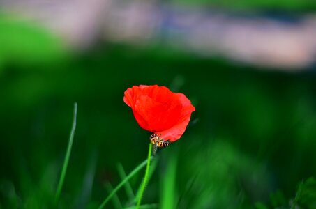 Macro chichewa close background photo