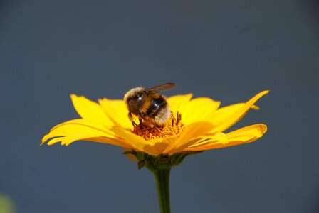 Bug bumblebee pollen photo