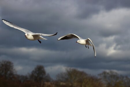 Flight freedom wings photo