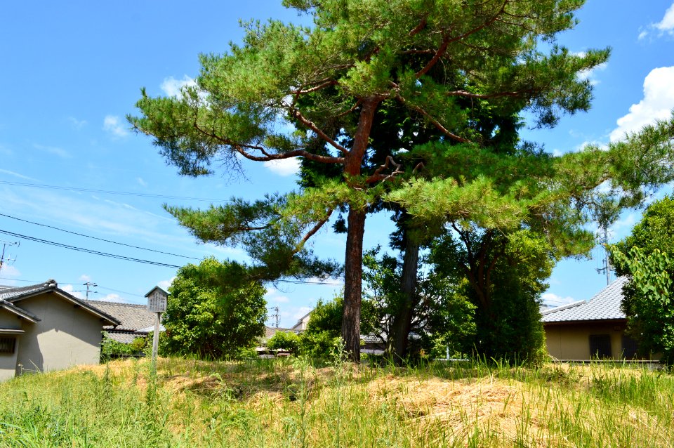 Horai-yama Kofun, baicho-5
