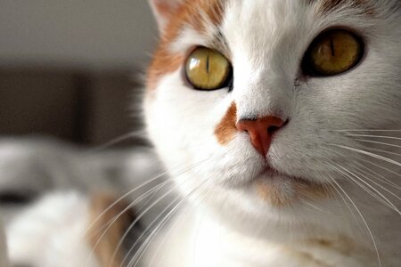 Spotted domestic cat cat's eyes photo
