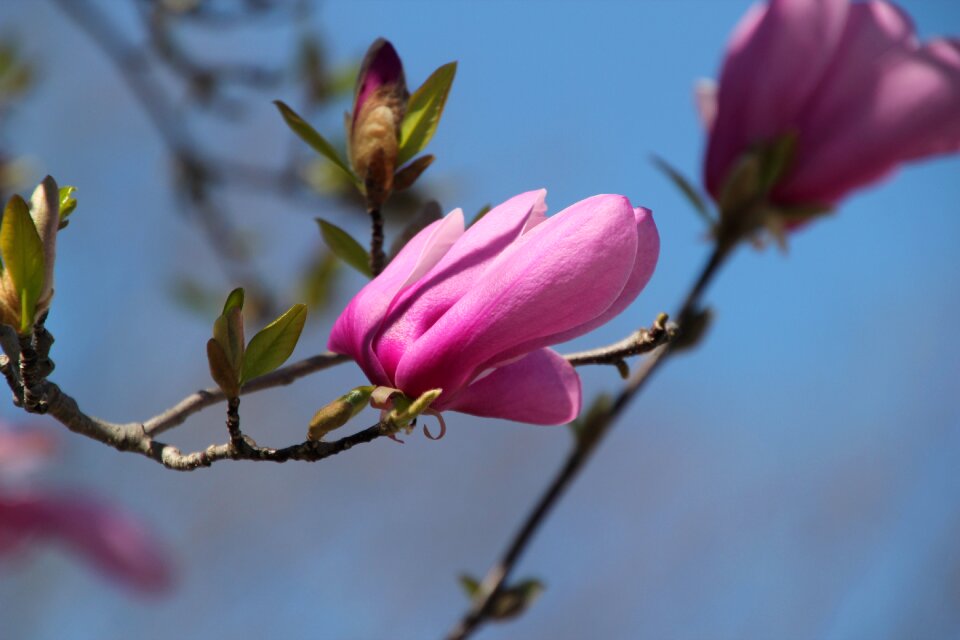 Nature tree plant