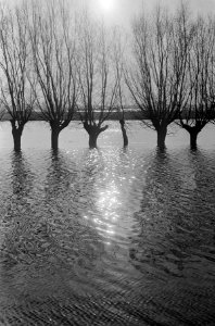 Hoog water tussen Arnhem en Oosterbeek weilanden met knotwilgen die onder water, Bestanddeelnr 918-5391