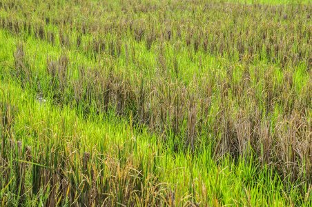 Indonesia grass after harvest photo