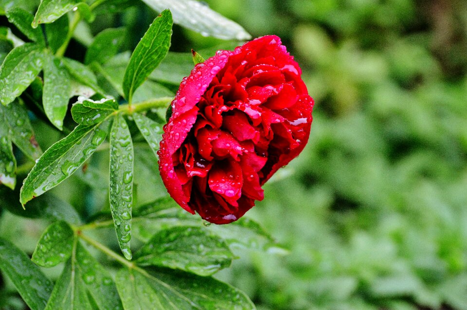 Raindrop nature macro