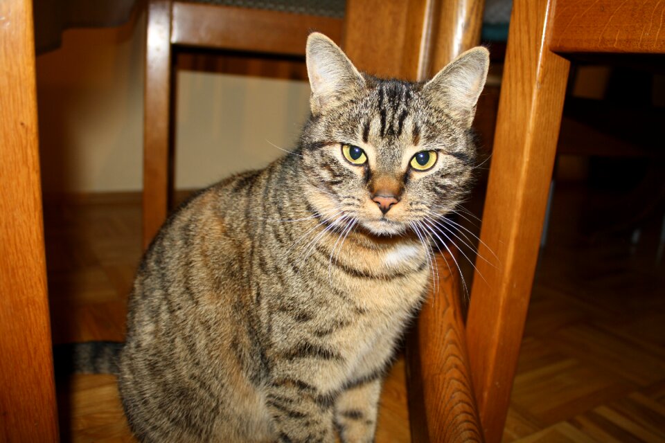 Domestic cat dear animal