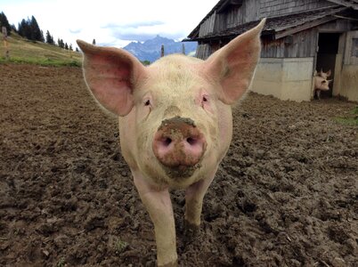 Happy pig domestic pig farm photo