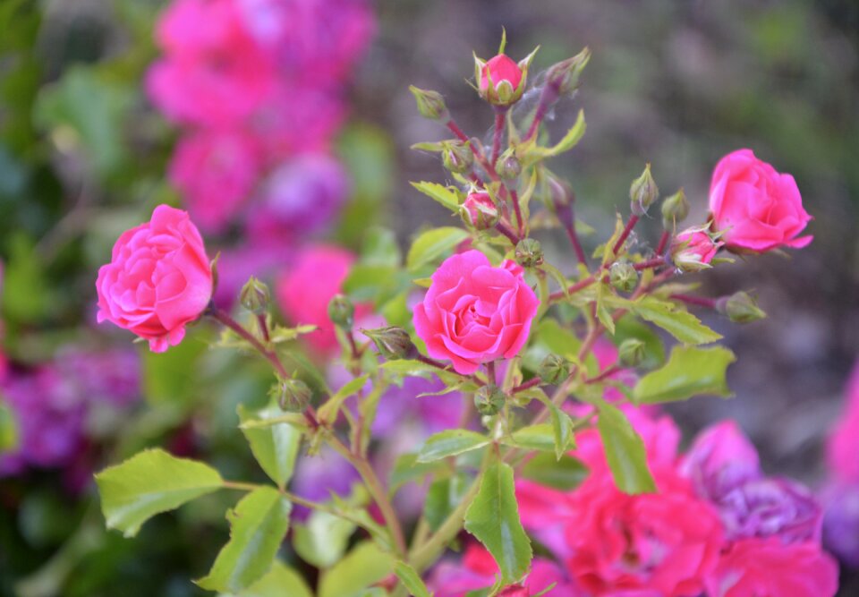 Garden nature flowers
