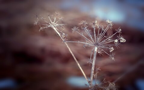 Seeds brown nature photo