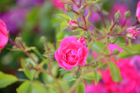 Flower nature garden
