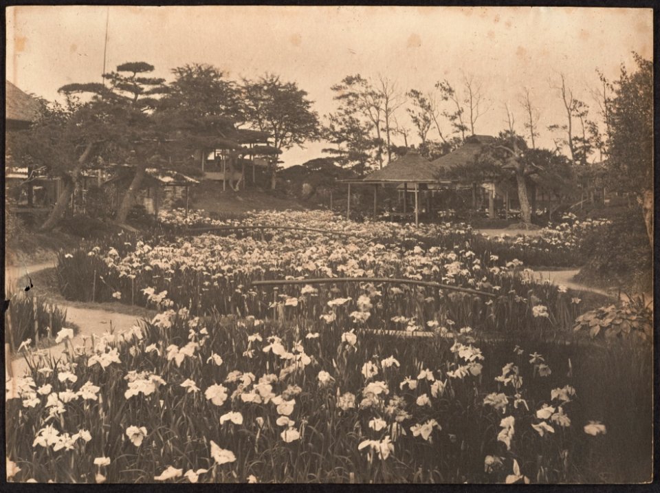 Horikiri iris garden in Katsushika (Tokyo) by Adolf de Meyer 1900-1910