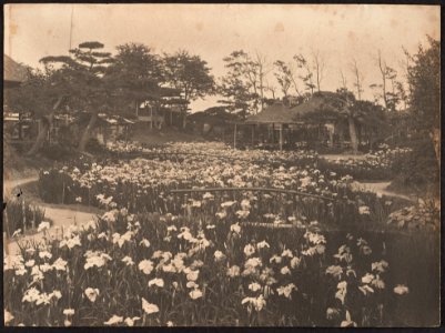 Horikiri iris garden in Katsushika (Tokyo) by Adolf de Meyer 1900-1910