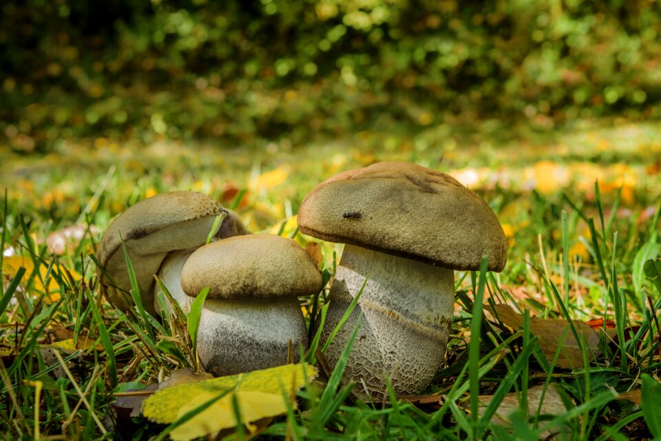 Robustum edible mycorrhizal fungus
