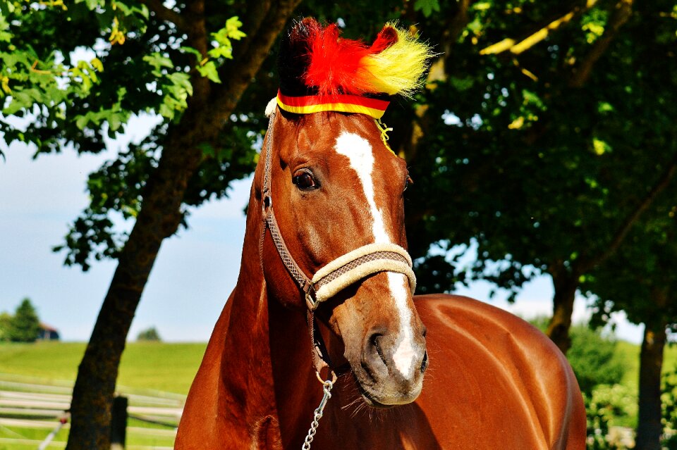 Germany horse france