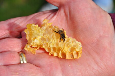 Combs insect hand