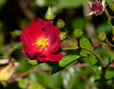 Flower blossom bloom