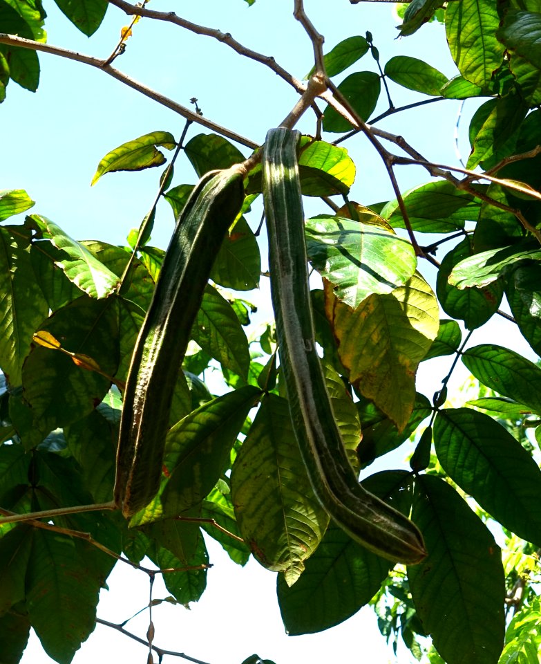 Inga sp. - Fruit and Spice Park - Homestead, Florida - DSC08879