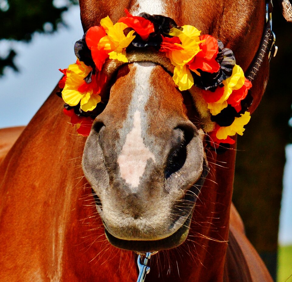 Germany horse france
