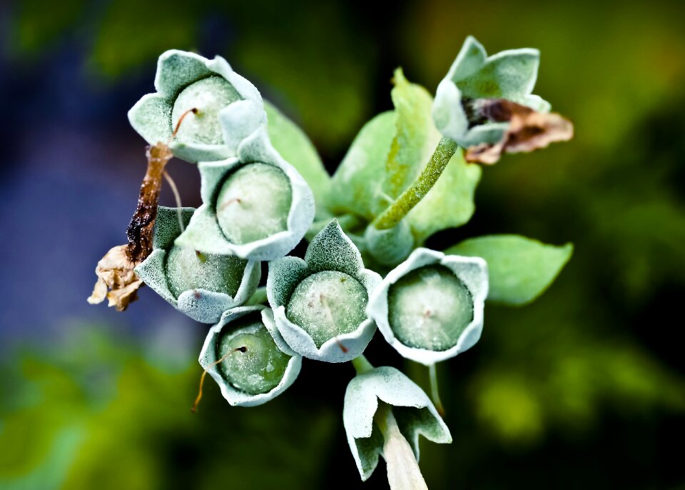 Plant blossom bloom