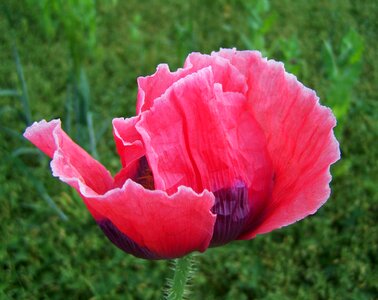 Pink poppy flower crop agriculture