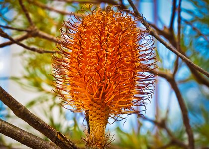Thorny banksia exotic bloom