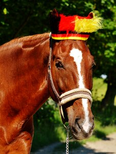 Germany horse france