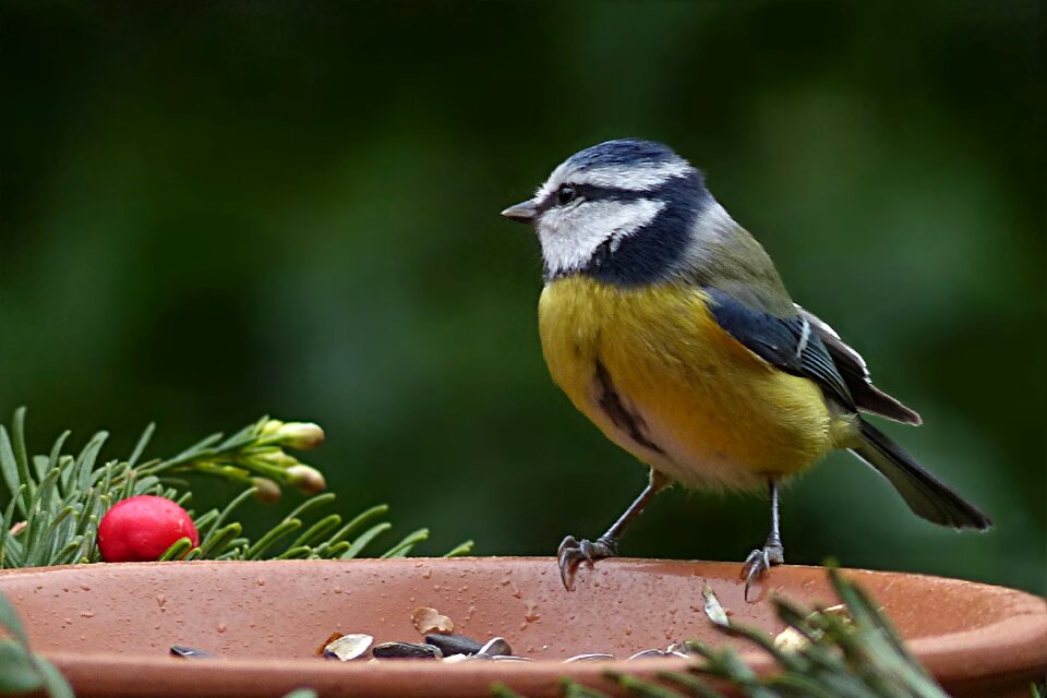 Cyanistes caeruleus foraging garden