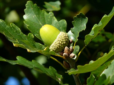 Fruit oak fruit german oak photo