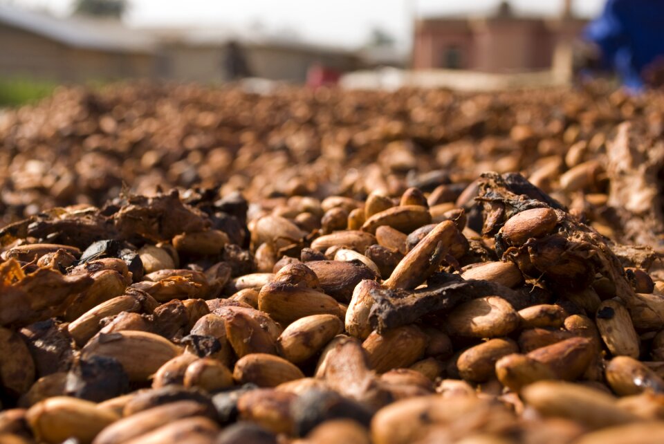 Chocolate brown cacao