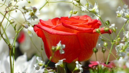 Red flower flowers white flowers
