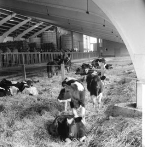 Ingebruikname nieuw gebouwd akkerbouw- en veeteeltbedrijf de luchthaven Schiphol, Bestanddeelnr 911-7389