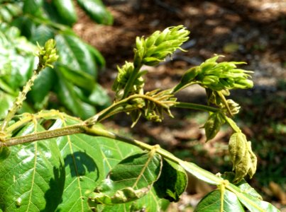 Inga sp. - Fruit and Spice Park - Homestead, Florida - DSC08877