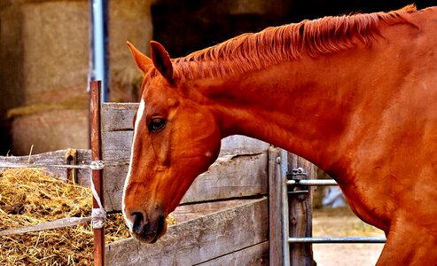 Brown horse animal world stall