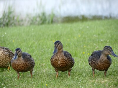 Water family fauna photo