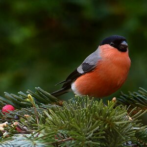 Male foraging garden
