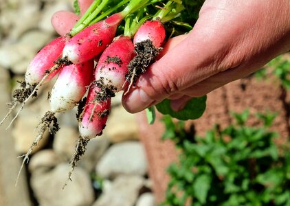 Fresh vegetable garden vegetarian