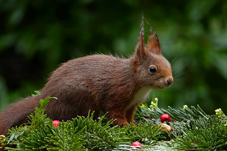 Mammal foraging garden