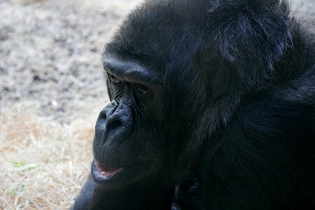 Primate monkey portrait mammal photo